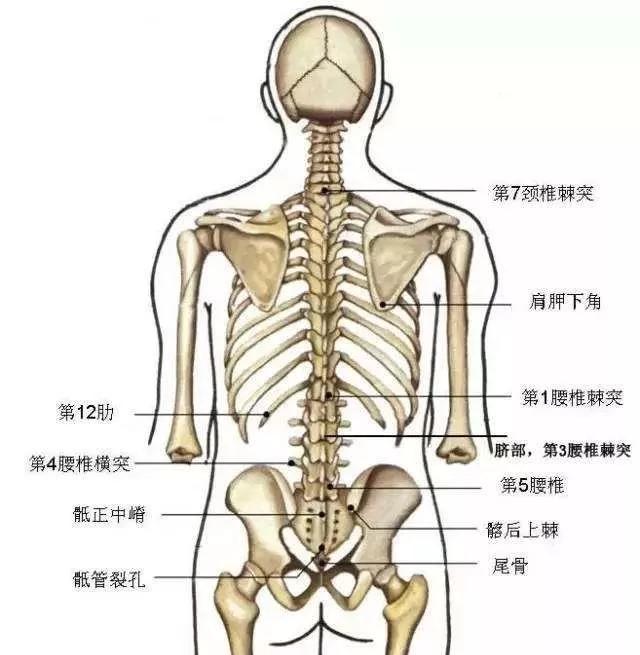 腰椎骨在哪个位置图片图片