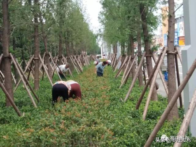 "全民洗城!台风过后,罗庄街道动起来了