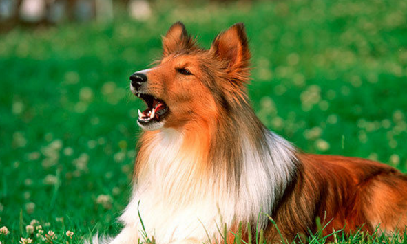 十大高智商犬之一——喜乐蒂牧羊犬