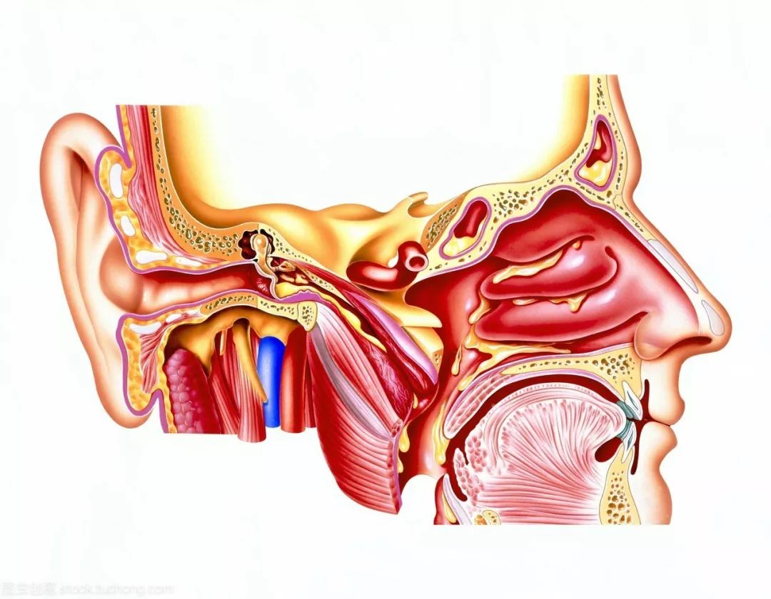 鼻窦立体解剖图图片