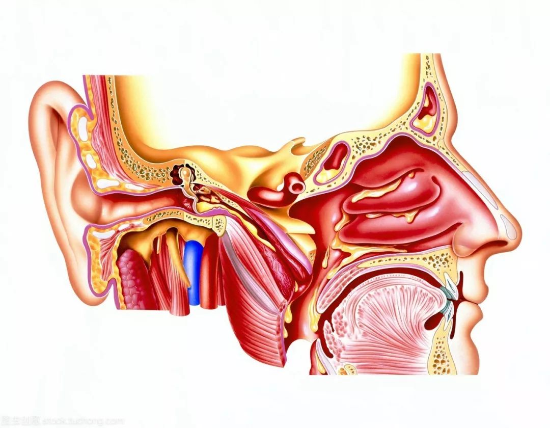 鼻旁窦示意图图片