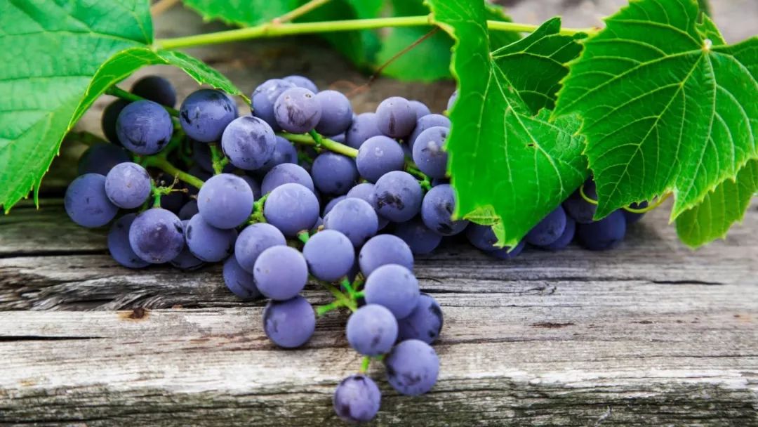 立秋后吃葡萄的都看看别说我没告诉你哦