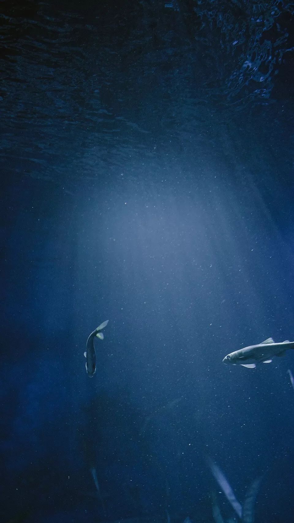 打卡美到发光的海洋馆梦幻写真