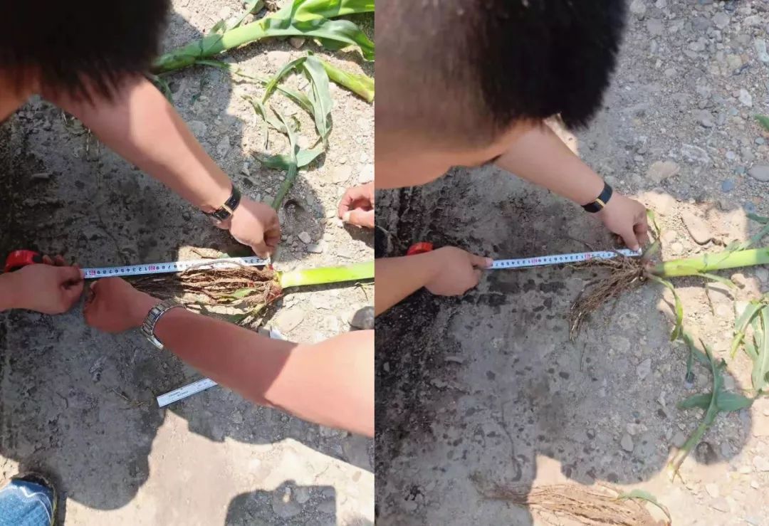 该县马延乡主队农户地里的玉米施用嘉施利26-12-12缓释肥后长势喜人.