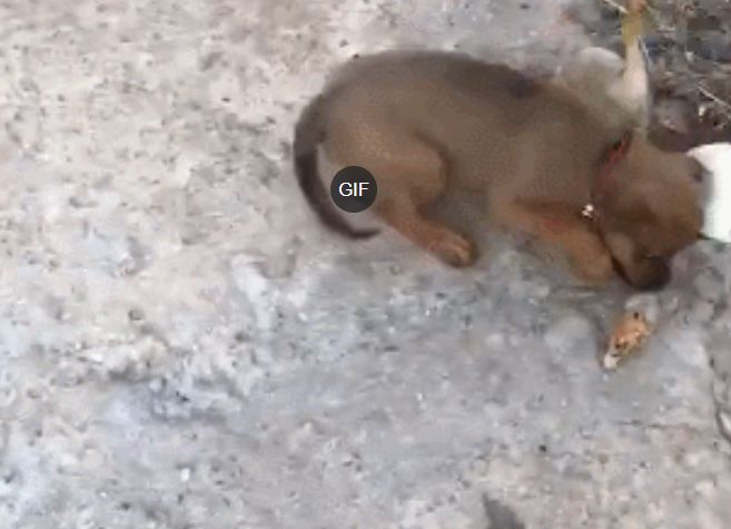 小狗压住小鸭后被抓起鸭子反击咬狗画面让人笑喷