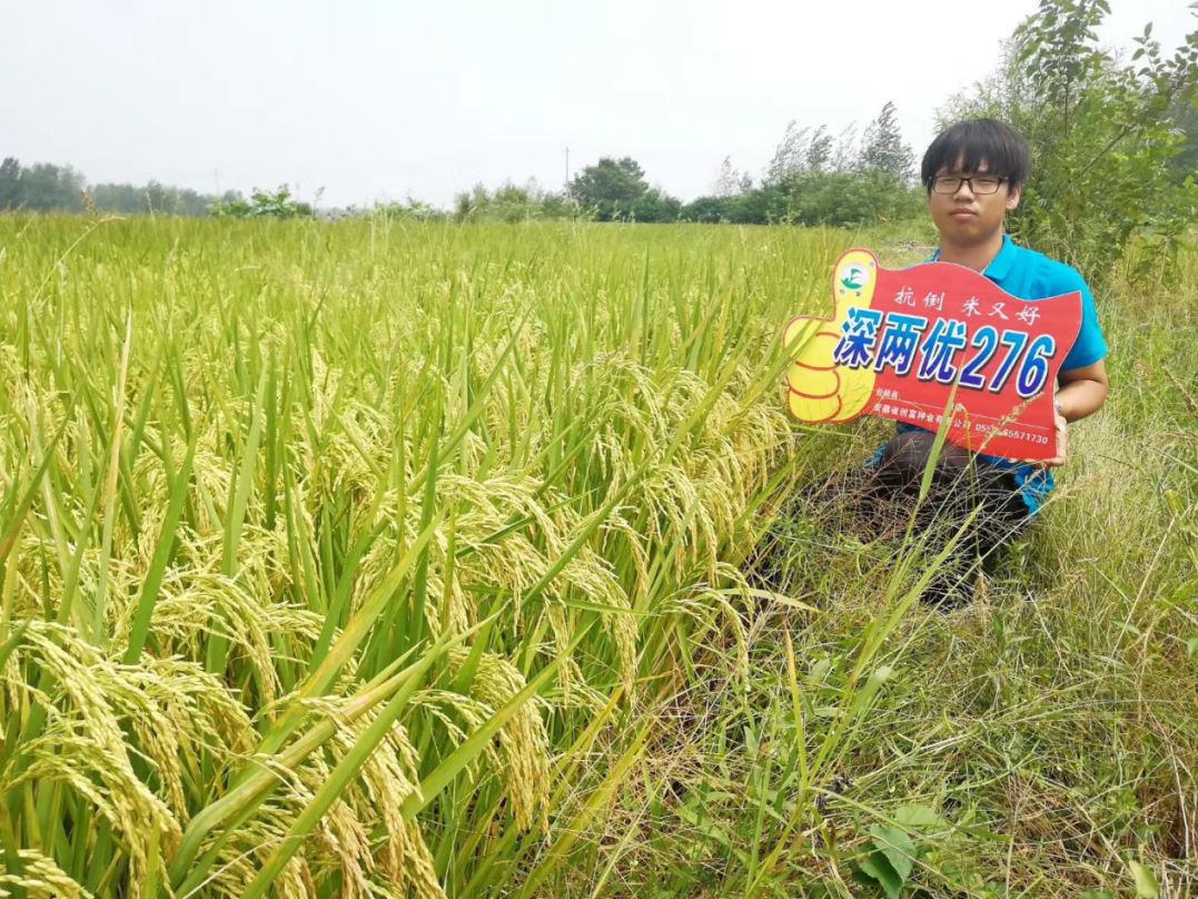 深两优534水稻产量图片