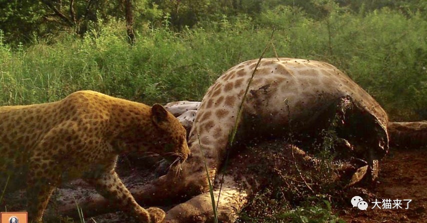 "草莓豹"再次被拍到:现存数量不足10只,已有2只被车撞死