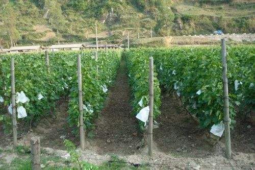 葡萄常用架型优劣势分析