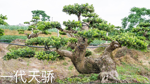 罗汉松大树一棵多少钱