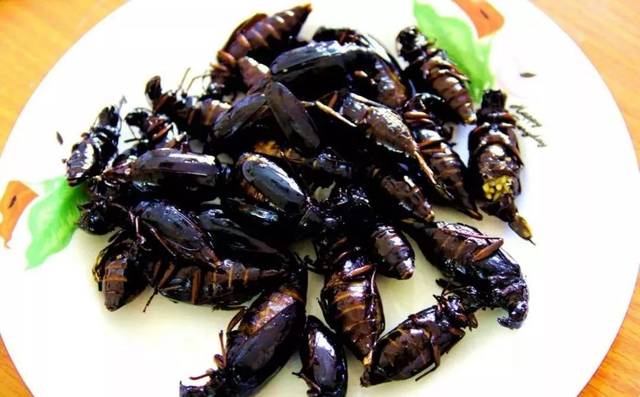 朝阳人漫山遍野都在抓水牛,但是._天牛