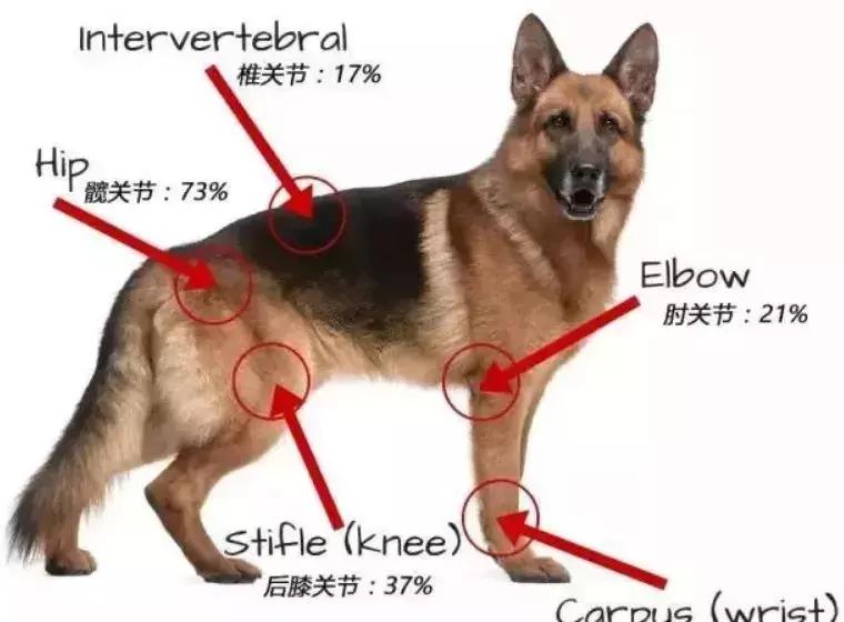 狗狗髌骨正常图图片