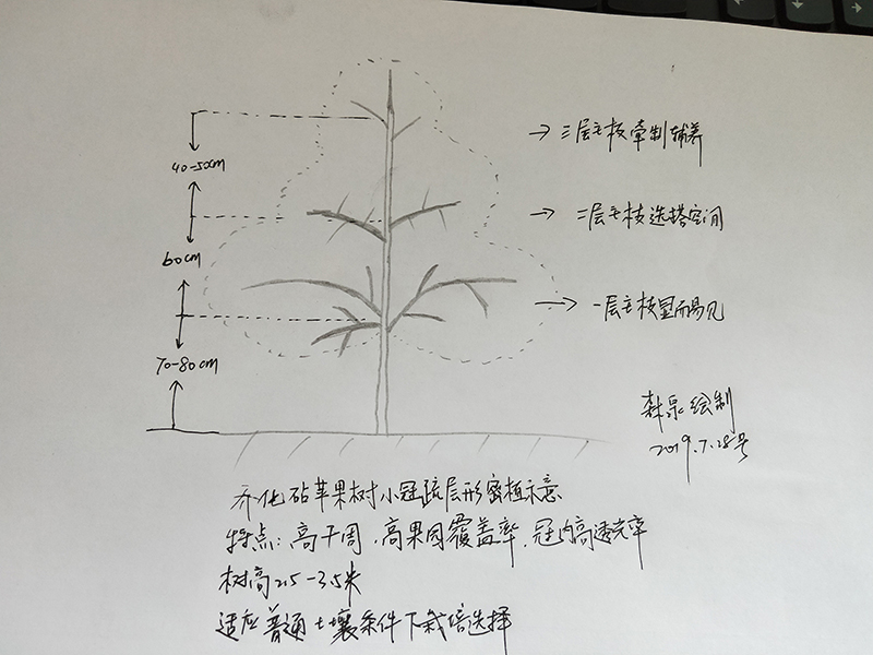 冠幅怎么测量图片图片