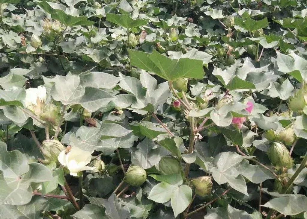 棉花花铃期后期要做好防早衰防贪青晚熟