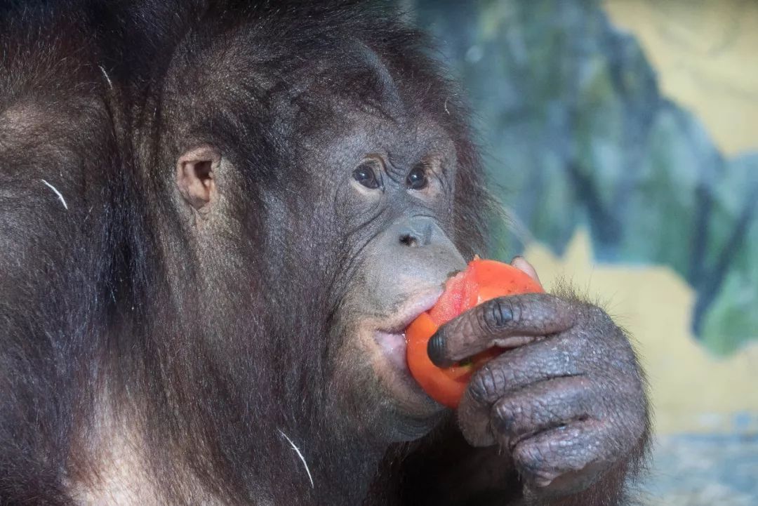 红毛猩猩吃榴莲图片