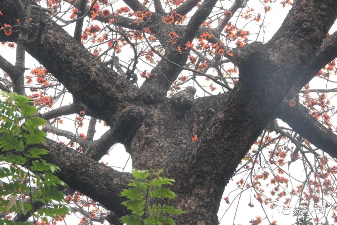 枝繁叶茂!_木棉树