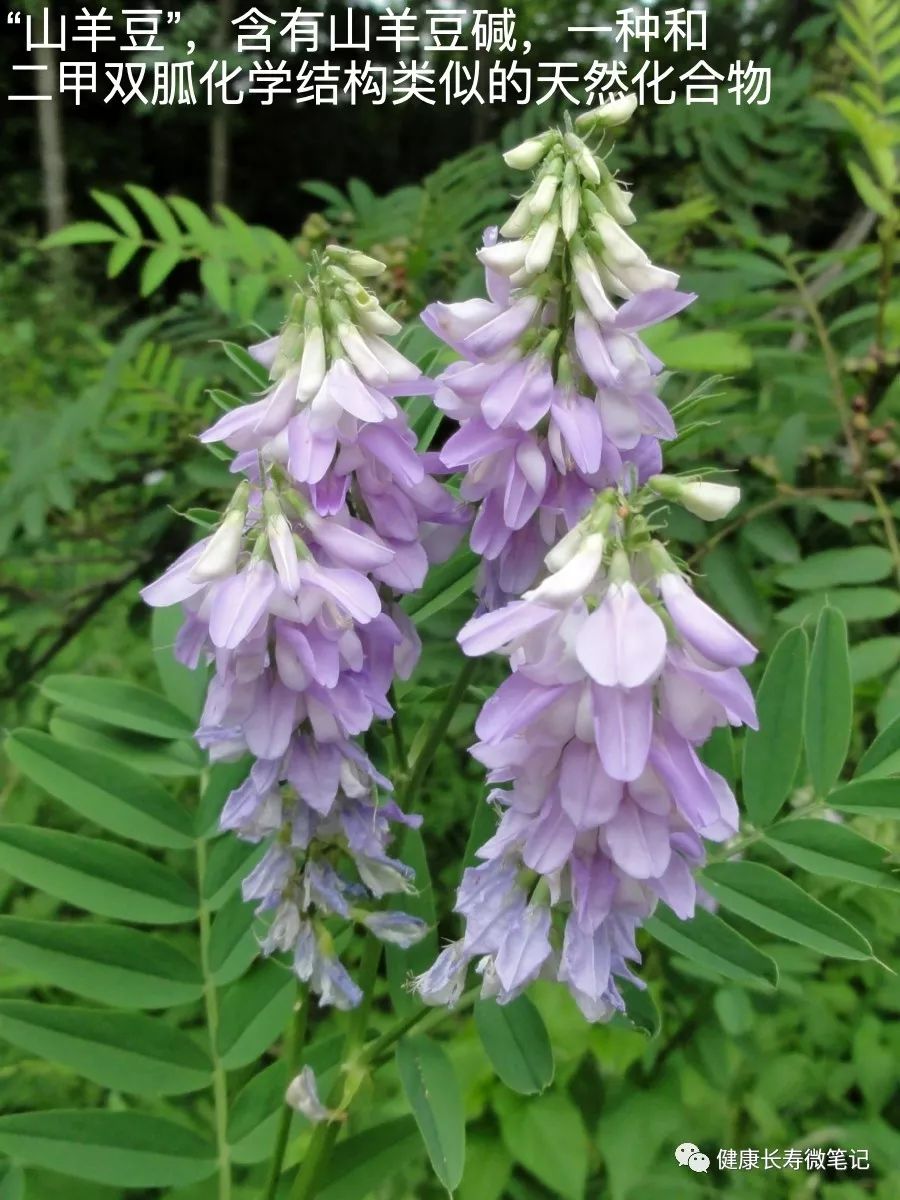 在介绍双胍类分子之前,我想先聊一下山羊豆(galega officinalis linn)