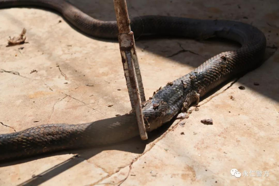 胆小勿点眼镜王蛇进浴室还就地蜕皮