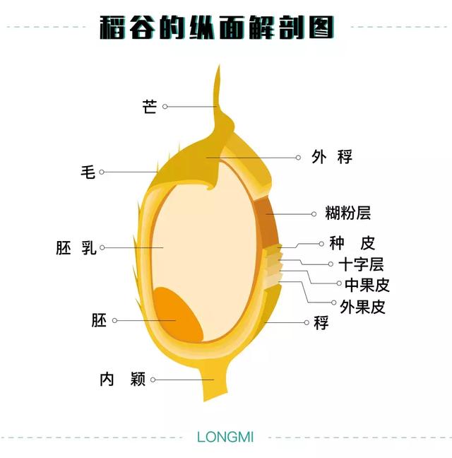 这次,袁隆平终于赢了!(大米的前世今生)_中国