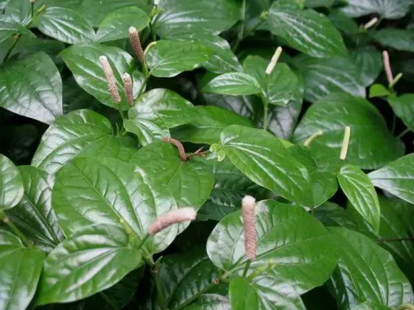 相关名荜拨,必卜,荜勃,荜拨梨,毕拨,逼拨.