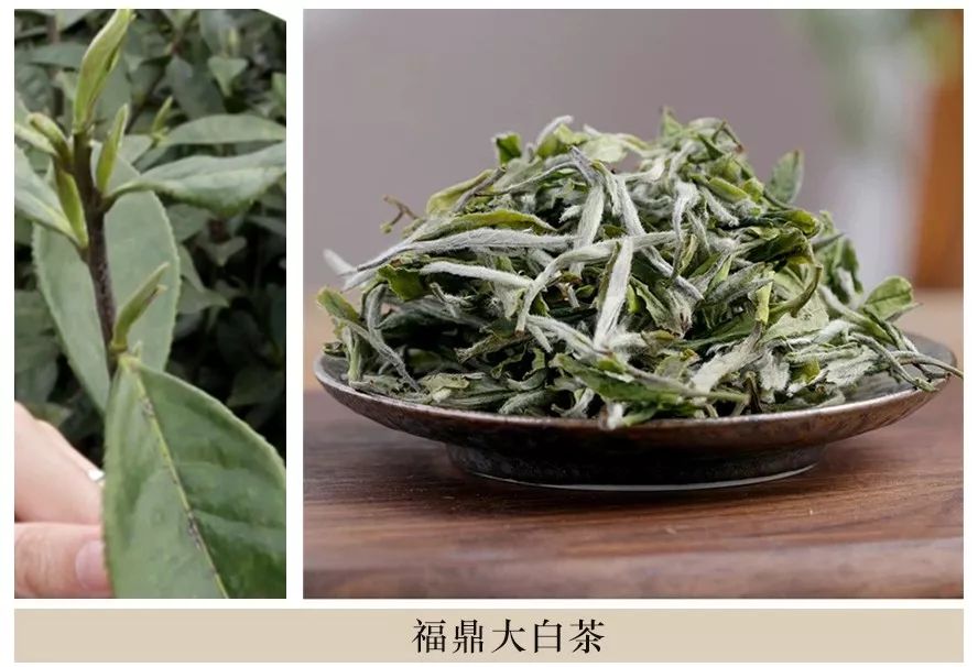 如福鼎大白茶,福鼎大毫茶,政和大白茶,福安大白茶,福雲6號,菜茶(小白)