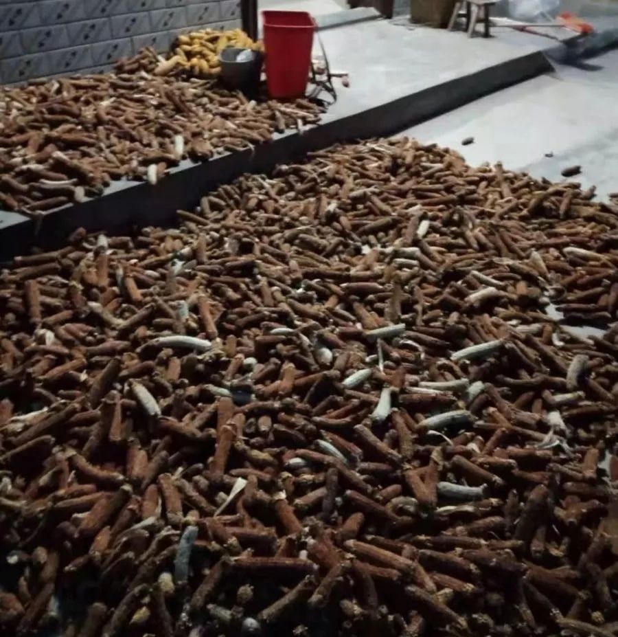 遂宁年轻男女天天窝在山沟沟竟是在收获土黄金