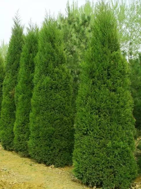 侧柏【别名】 柏树,扁柏,香柏黑松【别名】 白芽松,日本黑松湿地松