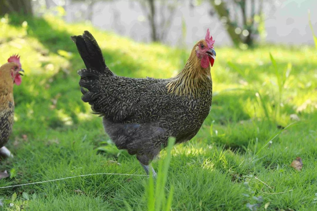 江汉土鸡两湖温氏816火热上市