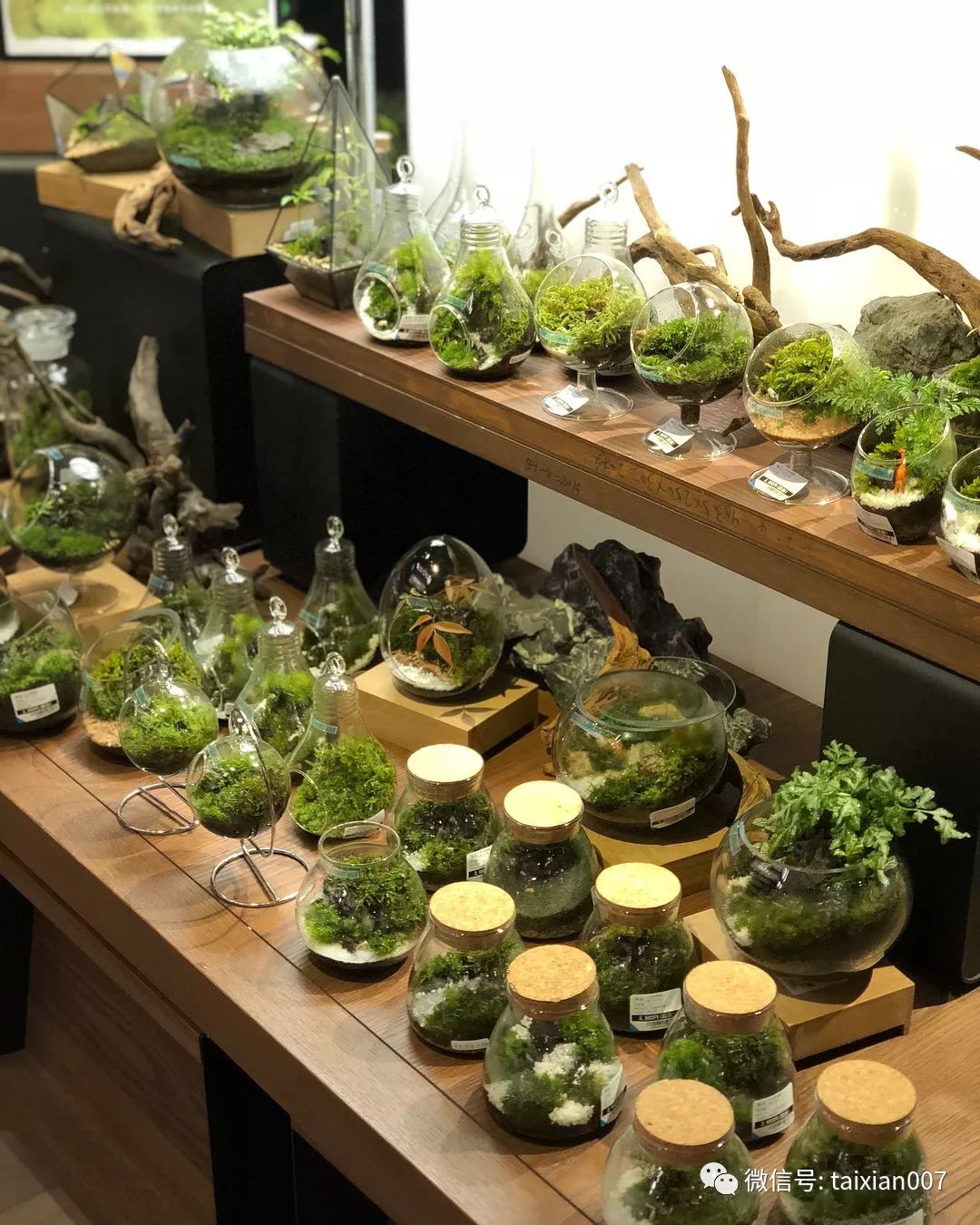 世界顶级苔藓微景观造景学了就是自己的