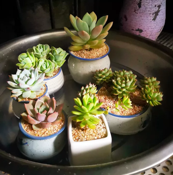 艾多肉最近一直在用浸盆法浇水,浸一次盆,叶子嘭嘭的饱了.