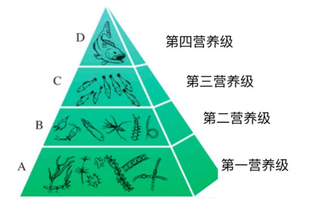 生物能量金字塔图片