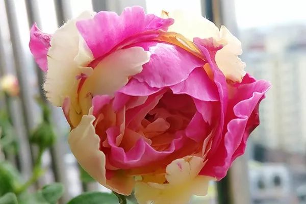 每日一花风月月季花色为黄白色和暗粉色的混合