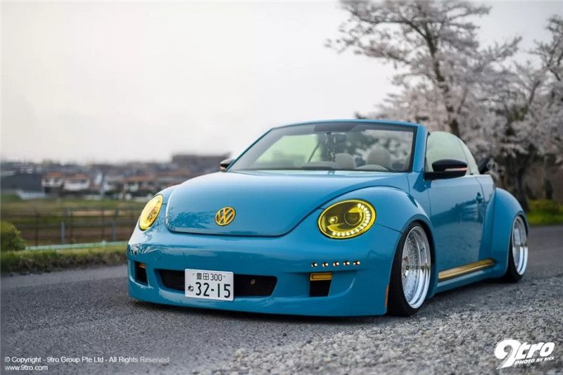 yukisan女士的宽体宠儿蒂芙尼蓝龟