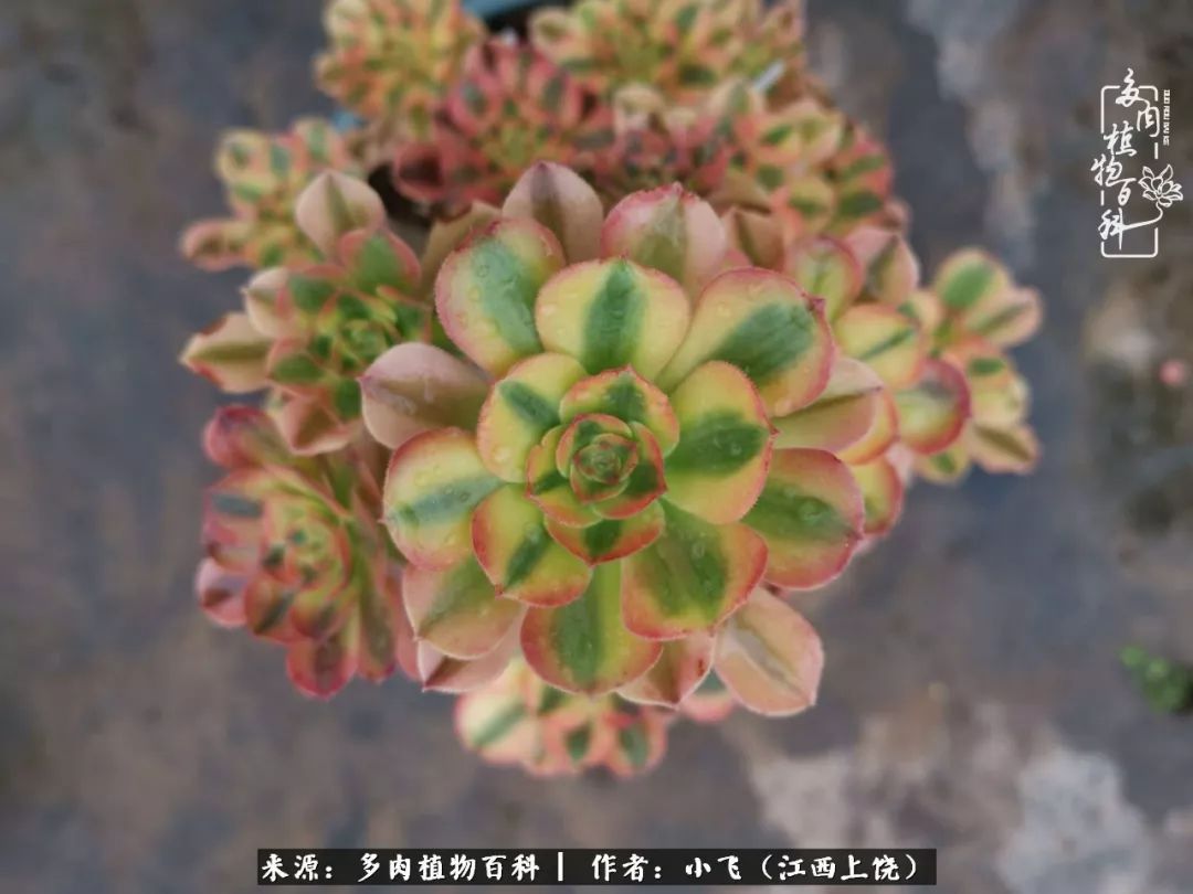 多肉法师新品介绍维娜法师韶羞法师的锦斑变异品种