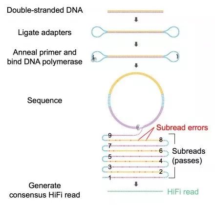 pacbio第三代测序技术迎来创新性升级准确度可与二代测序相媲美nature
