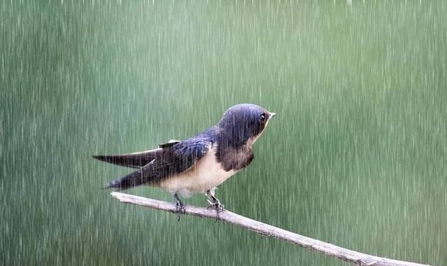 听雨打窗的声音,邀尔赏雨夜,过三更