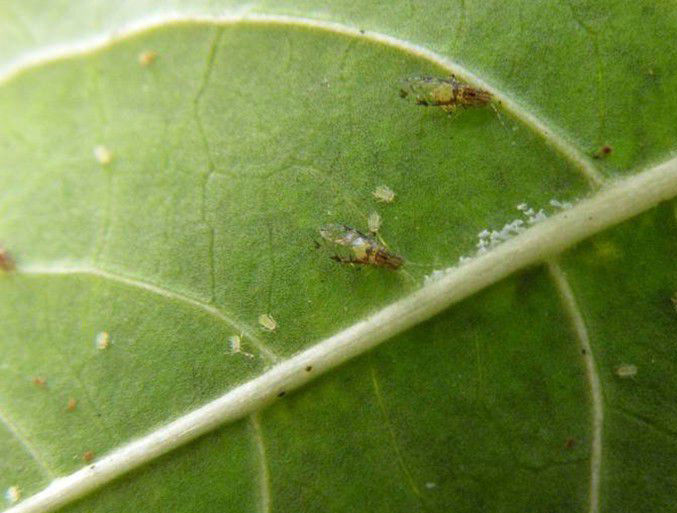 紫薇长斑蚜(源自百度百科"紫薇长斑蚜")