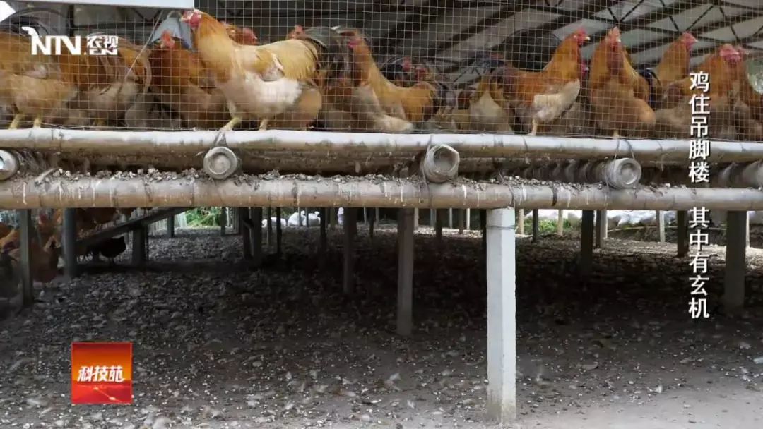 四年不出栏不求产蛋量这样的养鸡方法是如何赚钱的