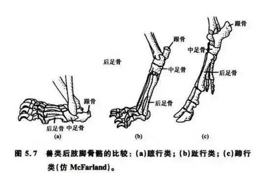 猫脚结构图片