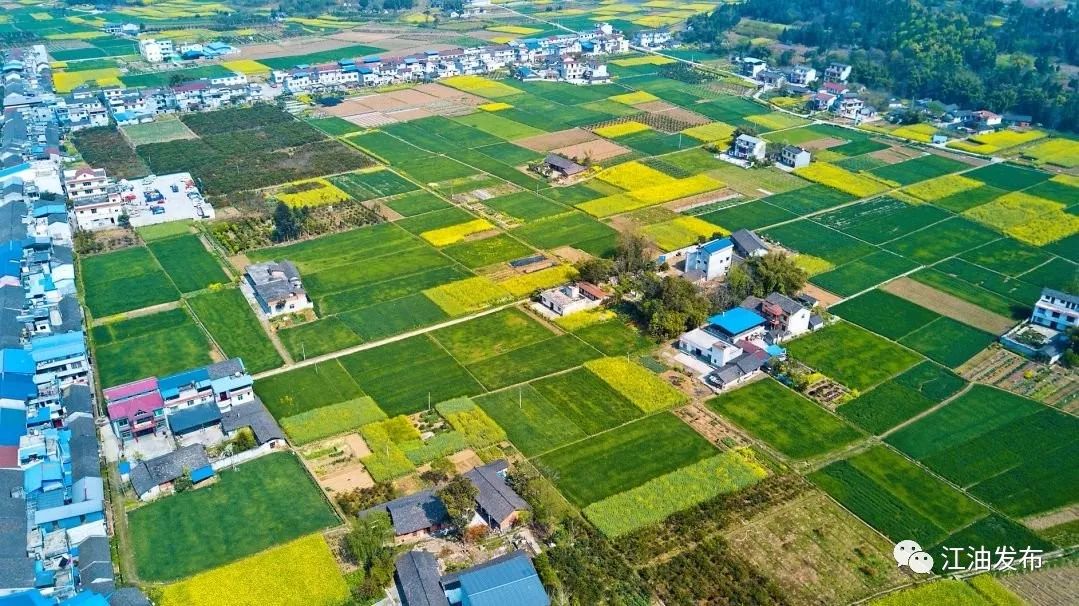 生姜,莲藕等六大特色产品, 壮大"一镇一品"蔬菜产业 抓好九岭,新春镇