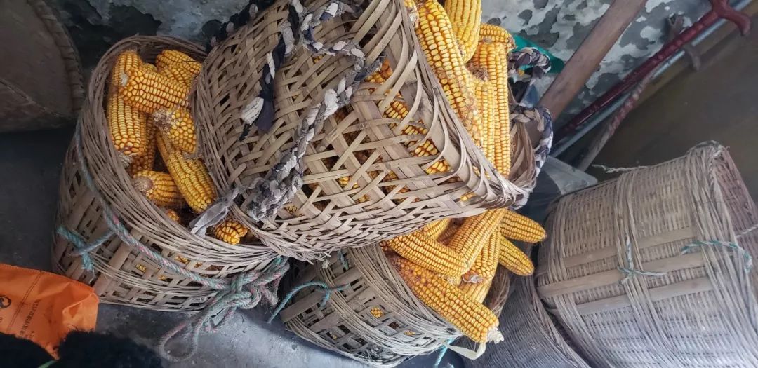 遂宁年轻男女天天窝在山沟沟竟是在收获土黄金