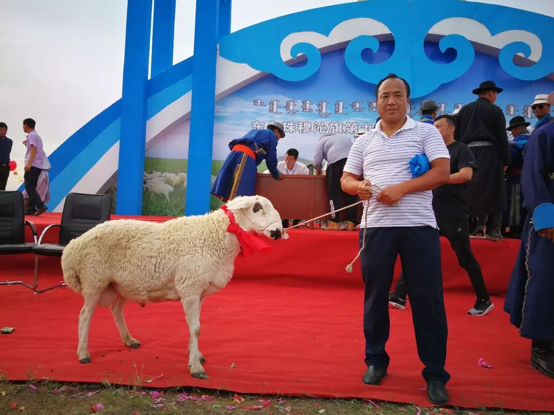 1万,乌珠穆沁种公羊创造历史!