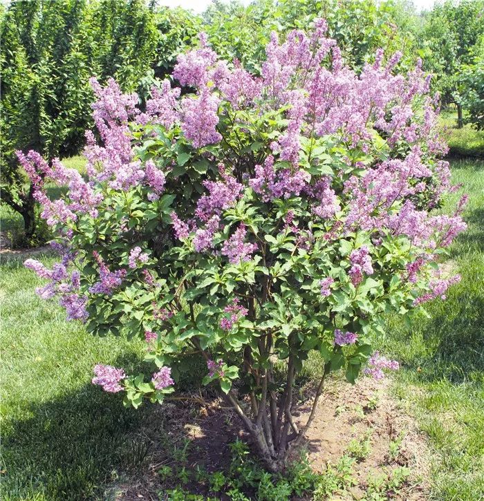 形态习性欧洲丁香为落叶灌木或小乔木,高2米至3米,最高可达7米.