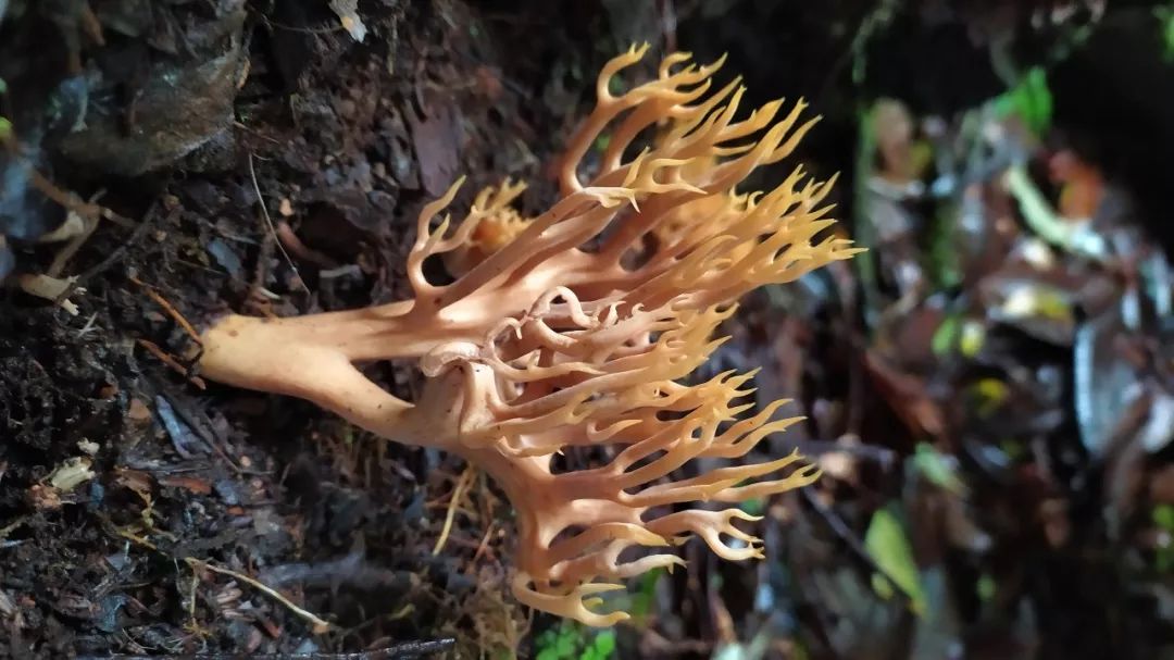 云端来信09在高黎贡吃野生菌会看到跳舞的小人吗