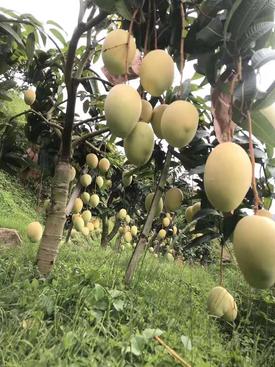 云南华坪第十一届芒果节即将开幕