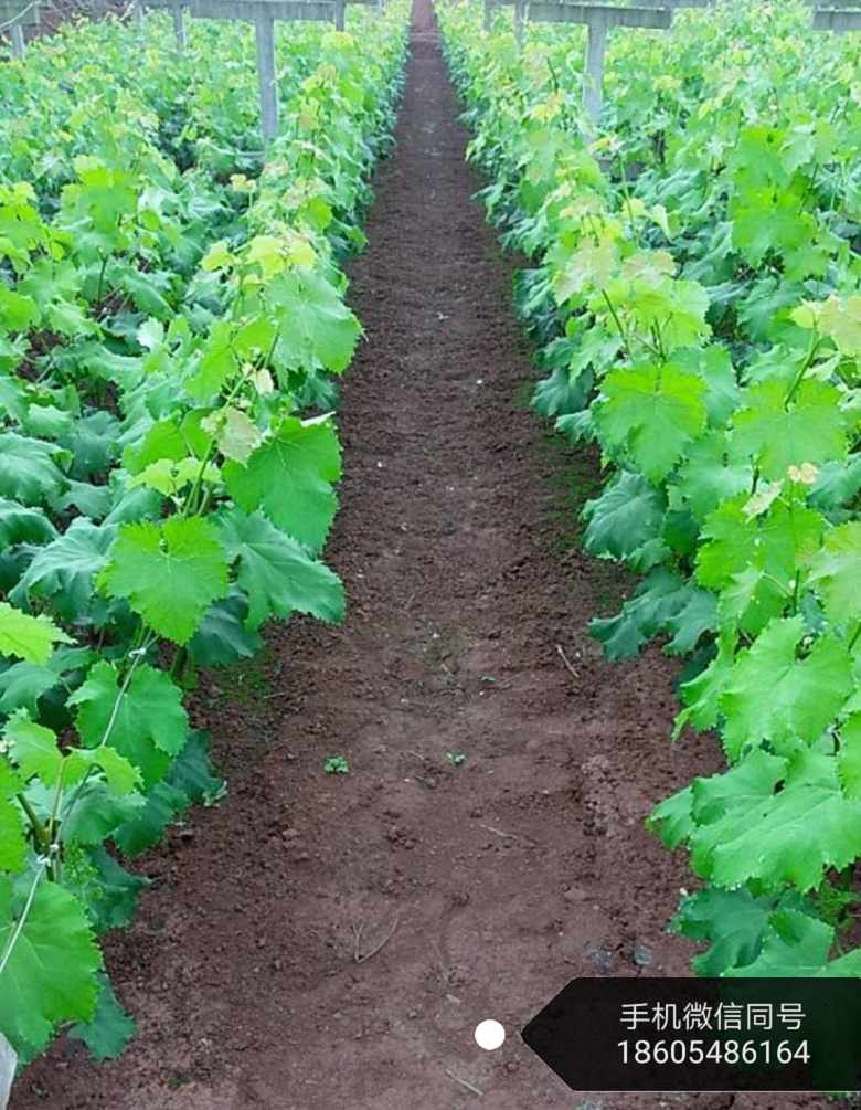 甜蜜蓝宝石葡萄苗甜蜜蓝宝石葡萄苗简介