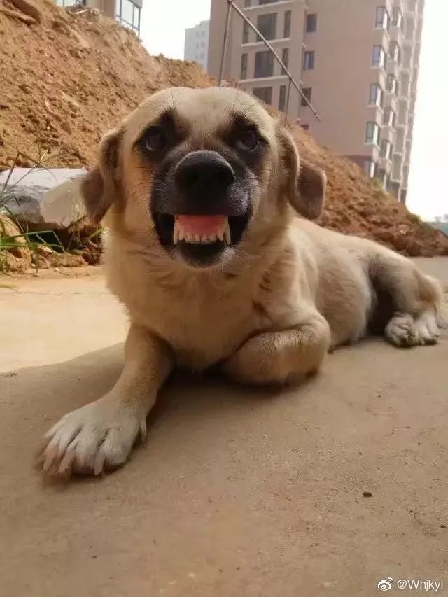 第一次看最丑宠物大赛,冠军竟然长得像你