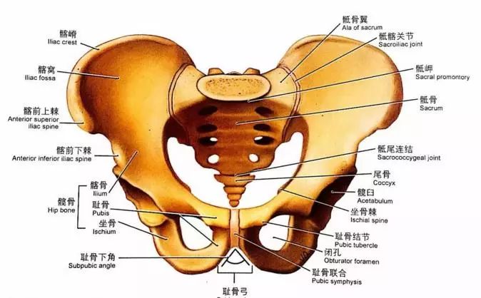 骨盆平片解剖图片