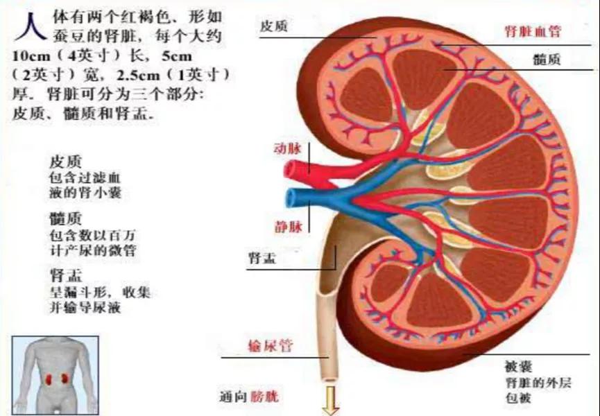 人体消化吸收全过程图片