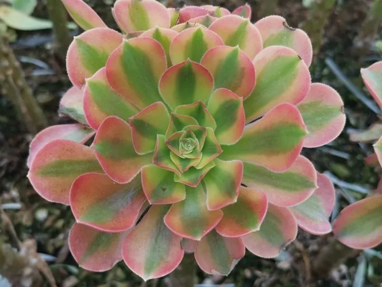 多肉法师新品介绍维娜法师韶羞法师的锦斑变异品种