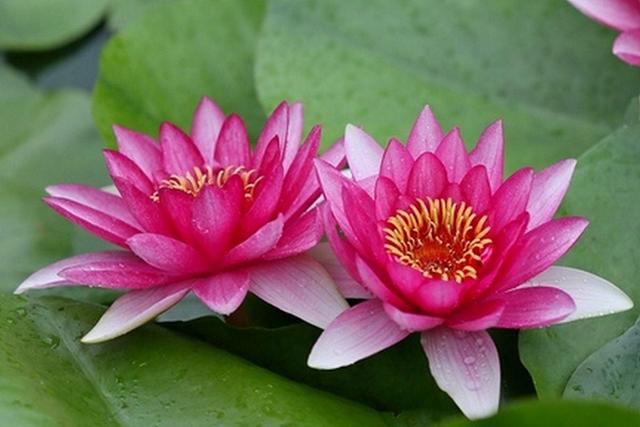 原创一根花茎两朵花同心同根同福同生这几种并蒂花见者有福